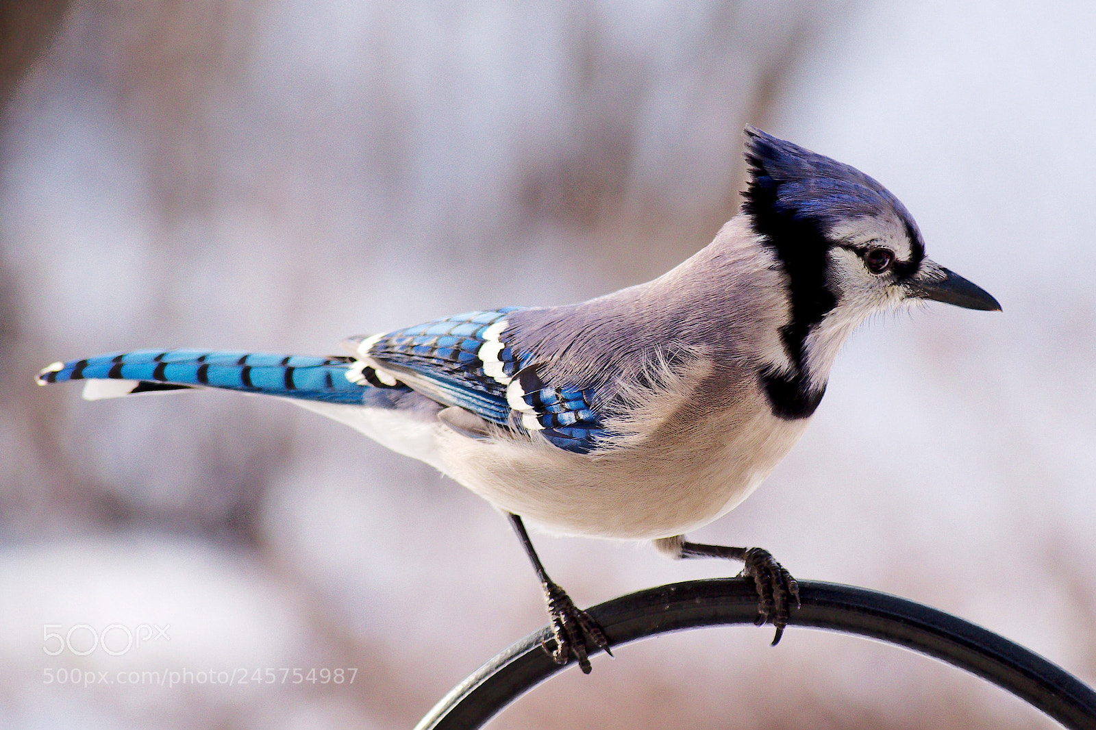 Nikon D5500 sample photo. Blue jay photography
