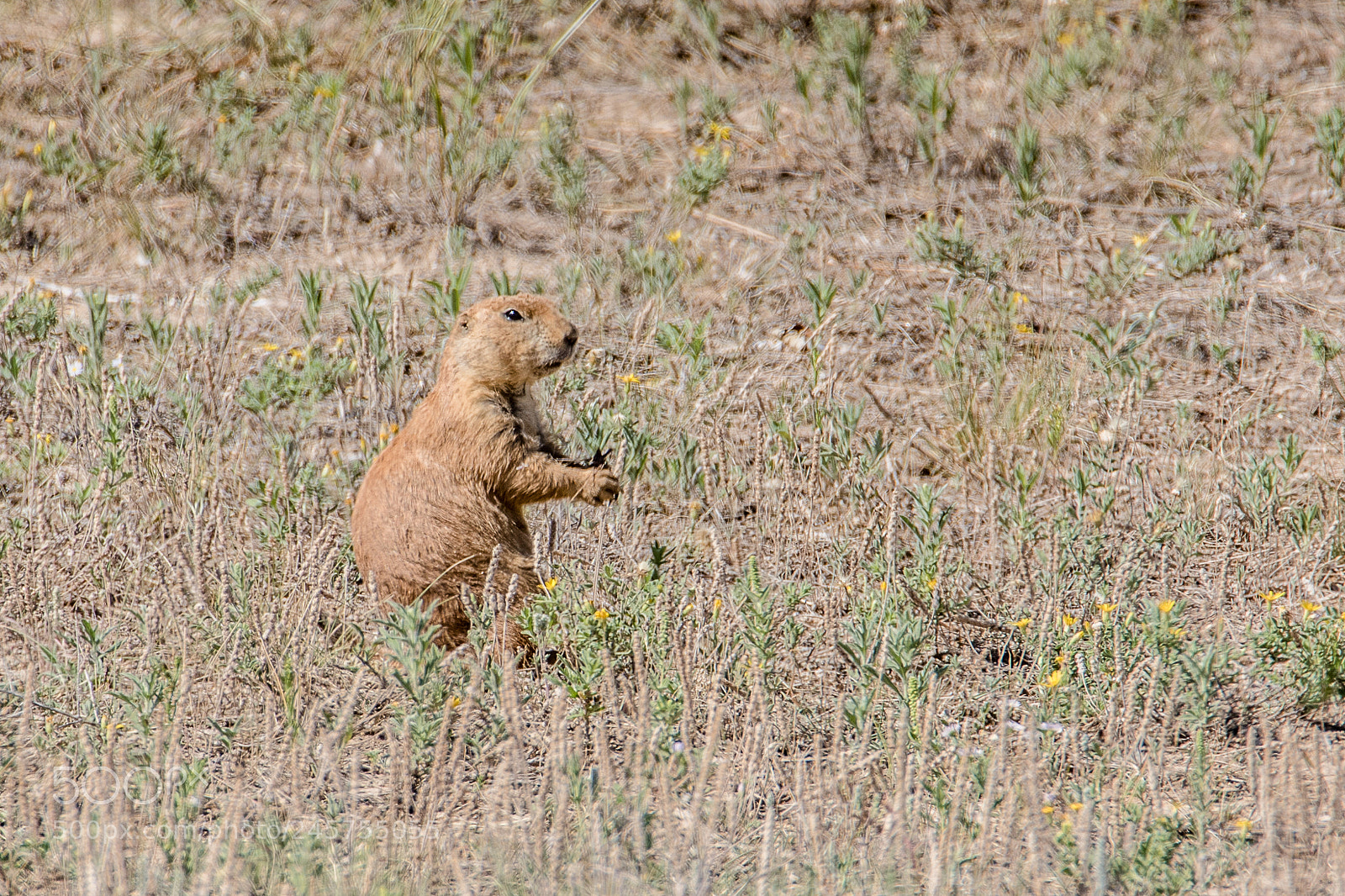 Canon EOS 7D Mark II sample photo. Prairie dog keeping an photography