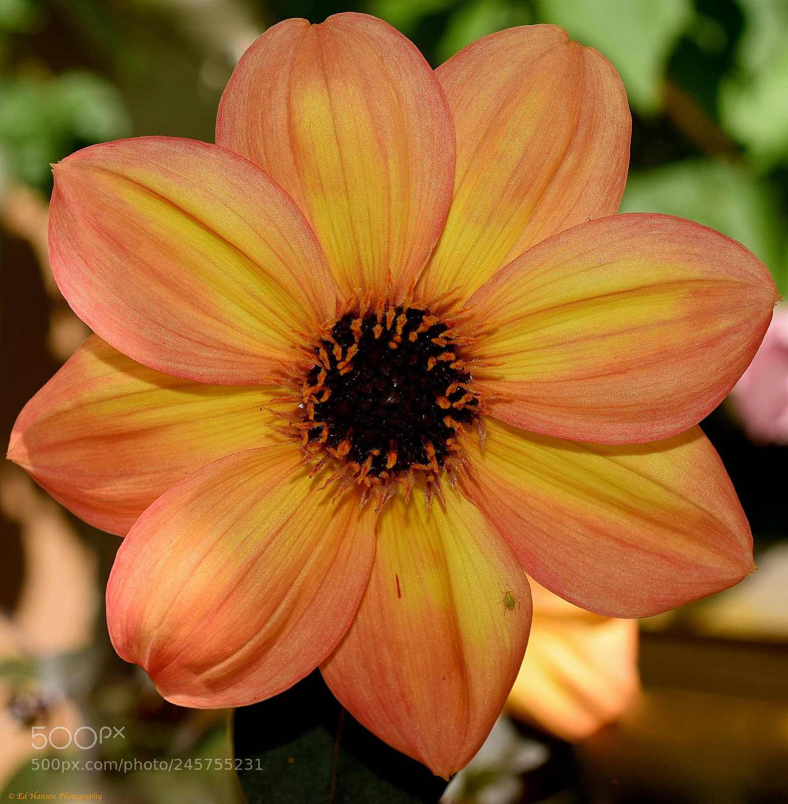 Nikon D3300 sample photo. Instant flower, just add photography