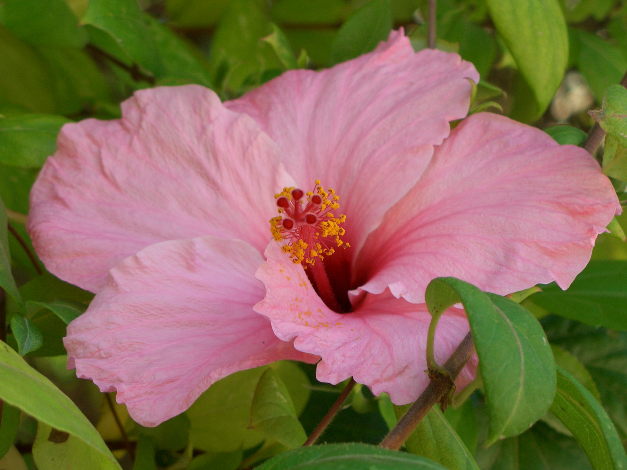 CASIO EX-P700 sample photo. Cimg photography