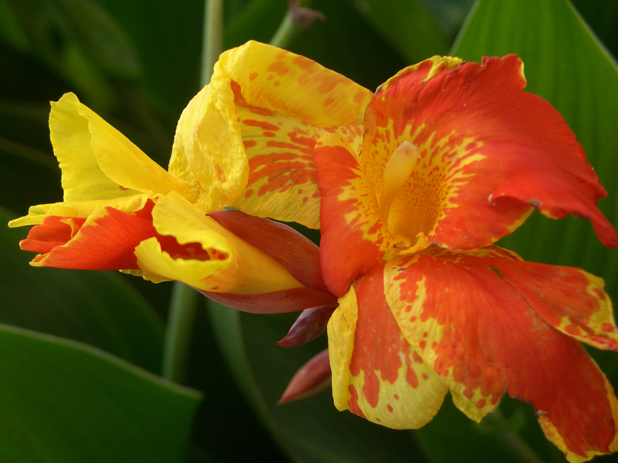CASIO EX-P700 sample photo. Cimg photography