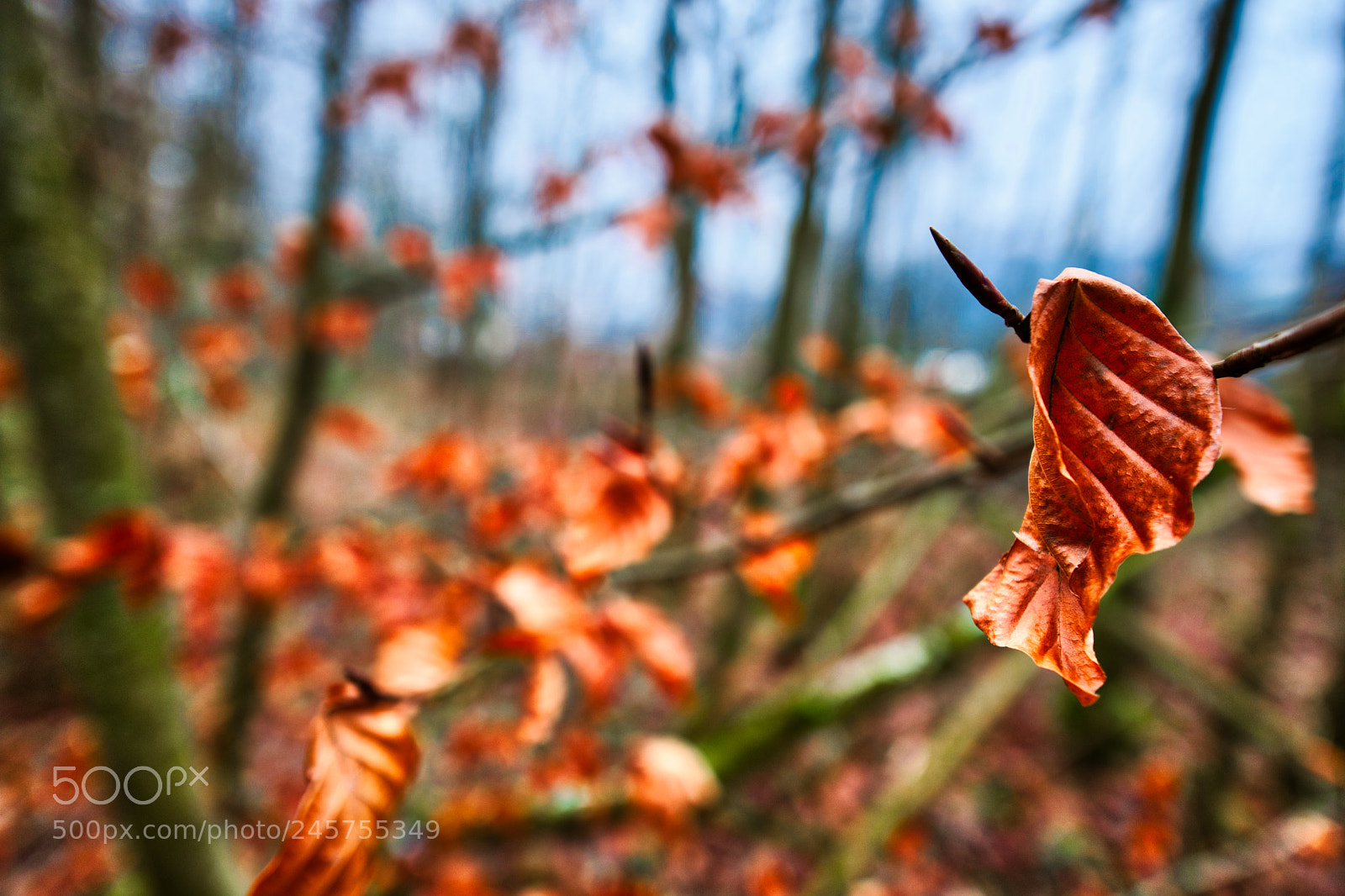 Fujifilm X-Pro2 sample photo. Leaves in winter photography