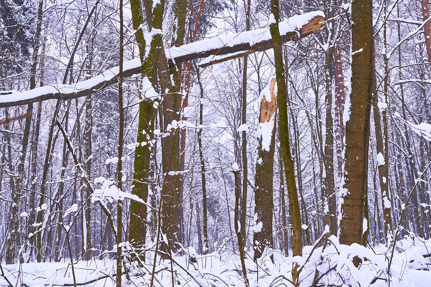 Sony a7 sample photo. Today in the forest. photography