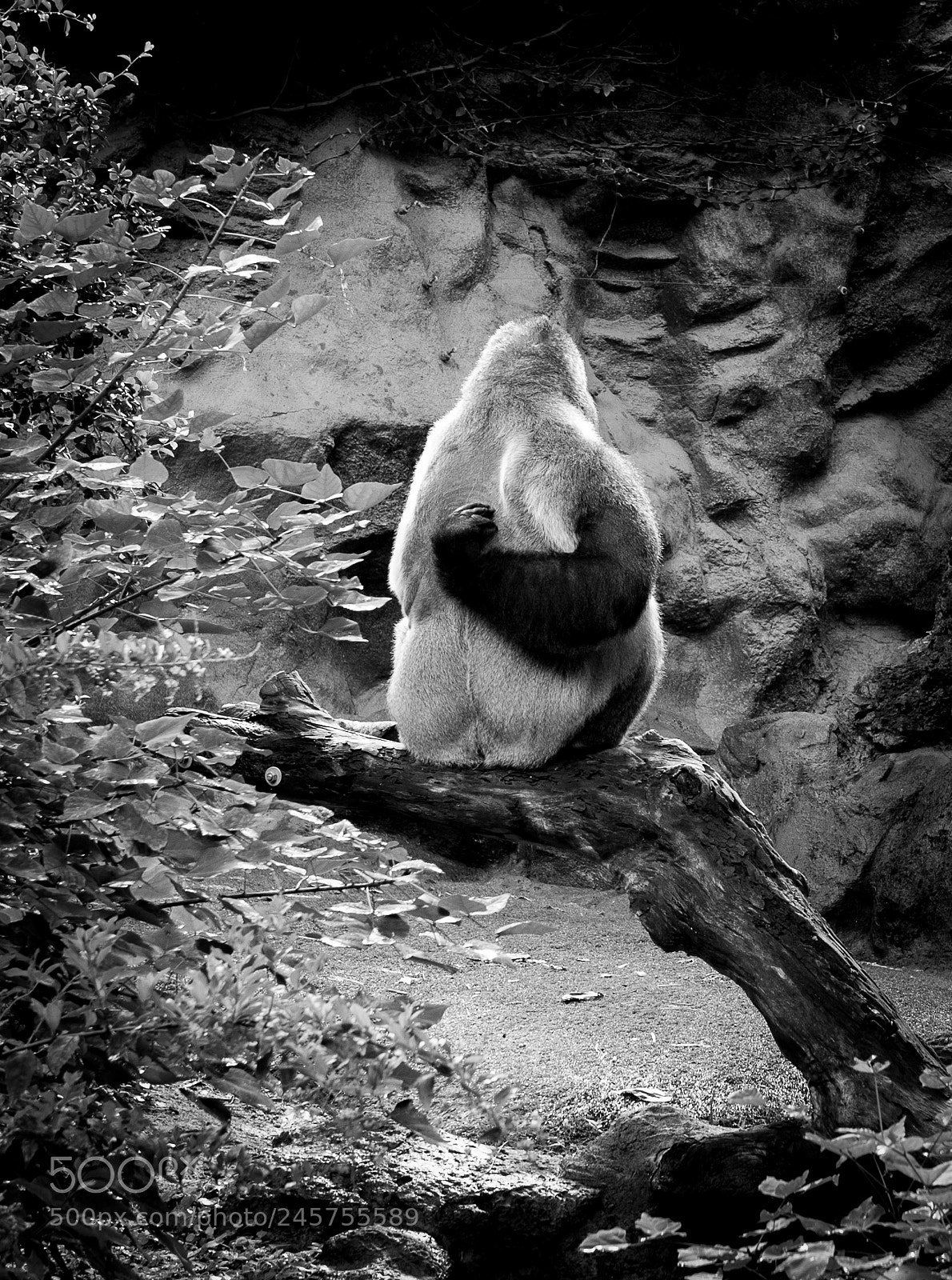 Nikon D700 sample photo. Gorilla in black photography