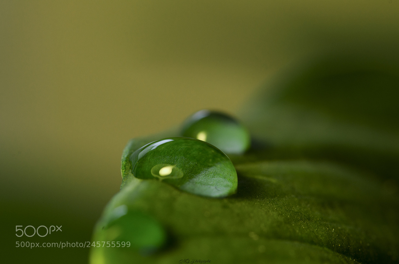 Nikon D5100 sample photo. Green photography