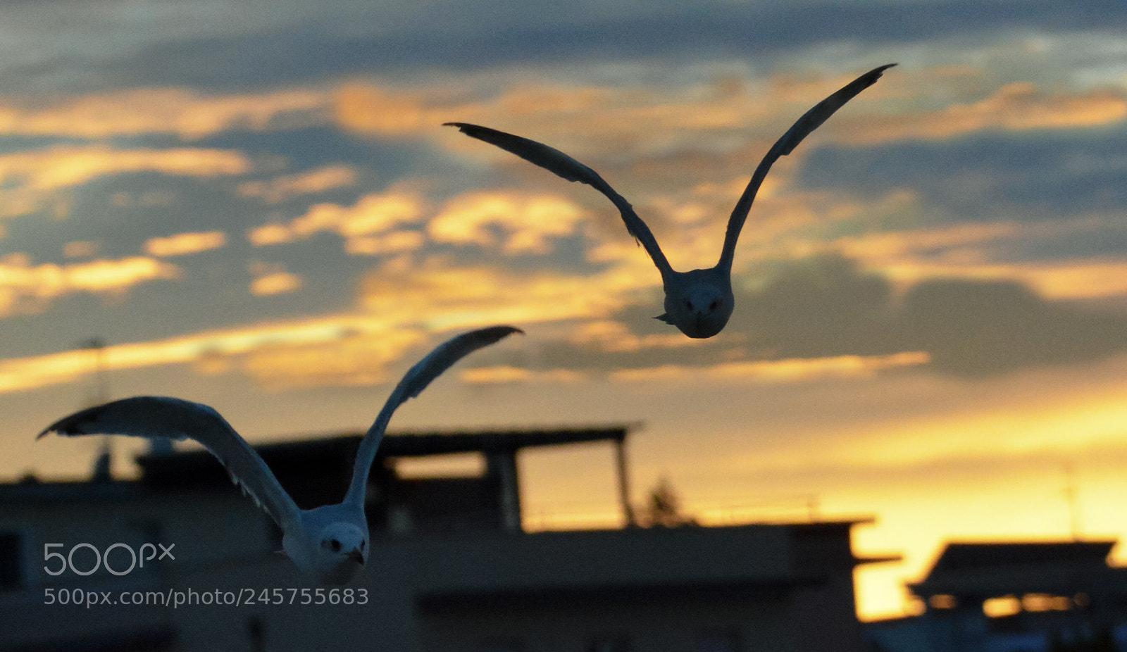 Nikon D7100 sample photo. Fabulous sky, mr. gull! photography