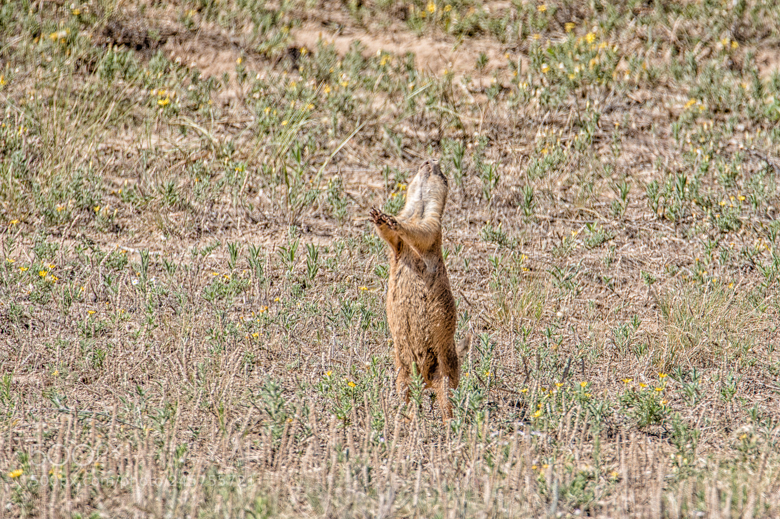 Canon EOS 7D Mark II sample photo. Prairie dog calling out photography
