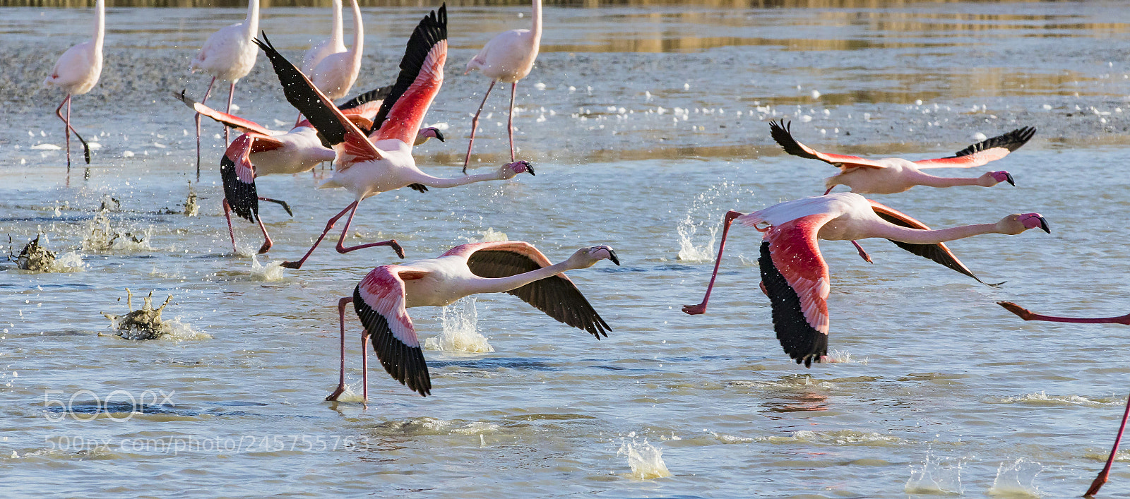 Canon EOS 7D Mark II sample photo. Taking flight photography