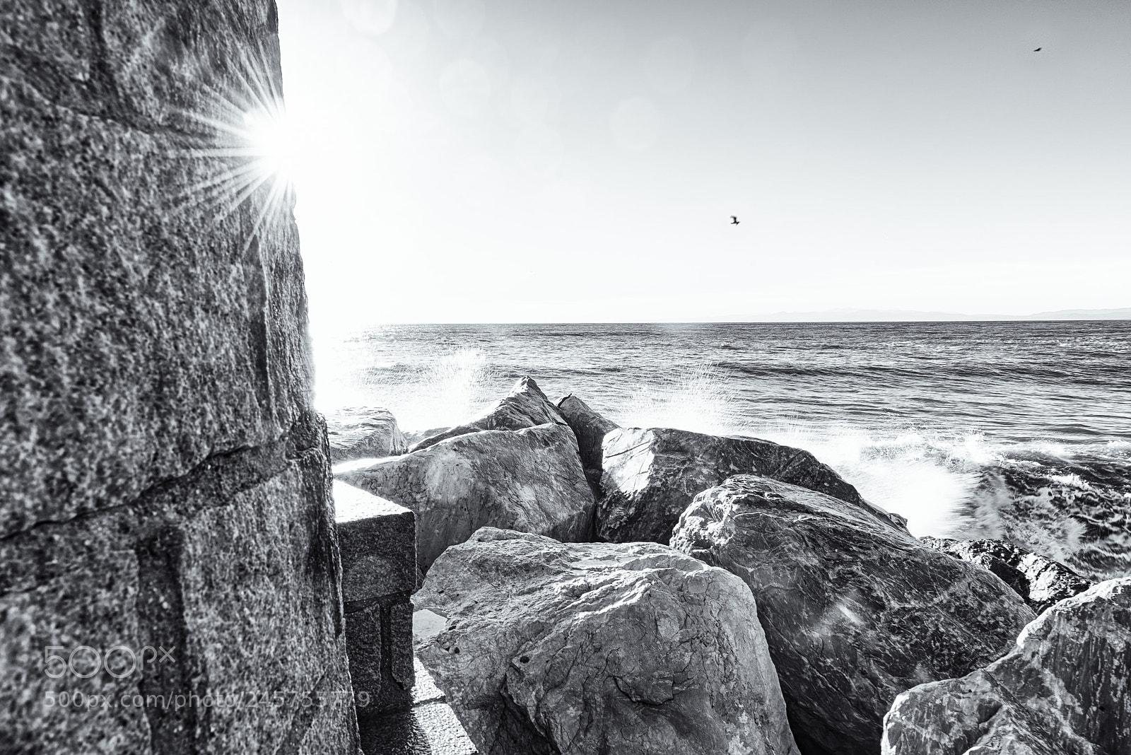 Nikon D810 sample photo. At the feet of photography