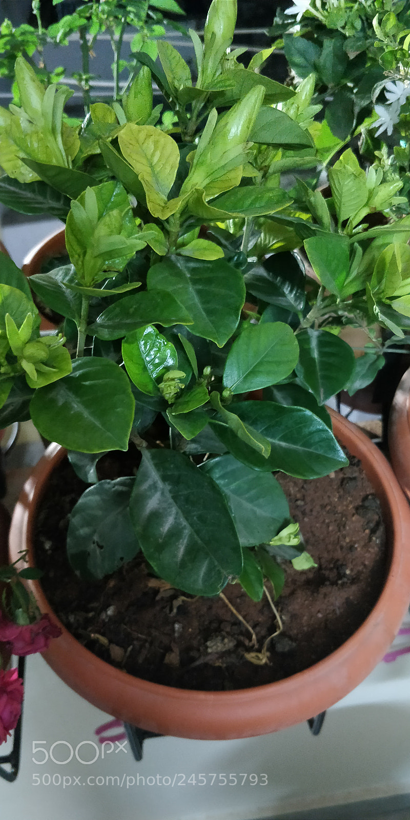 OnePlus 5T sample photo. Untitled photography