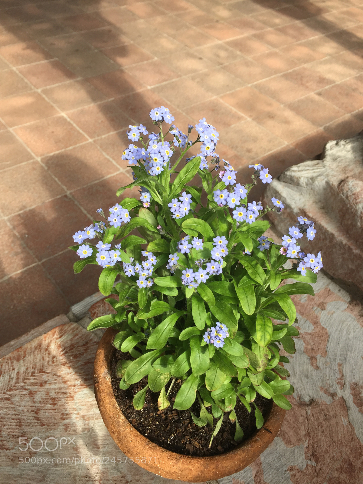 Apple iPhone 6 sample photo. Potted flowers photography