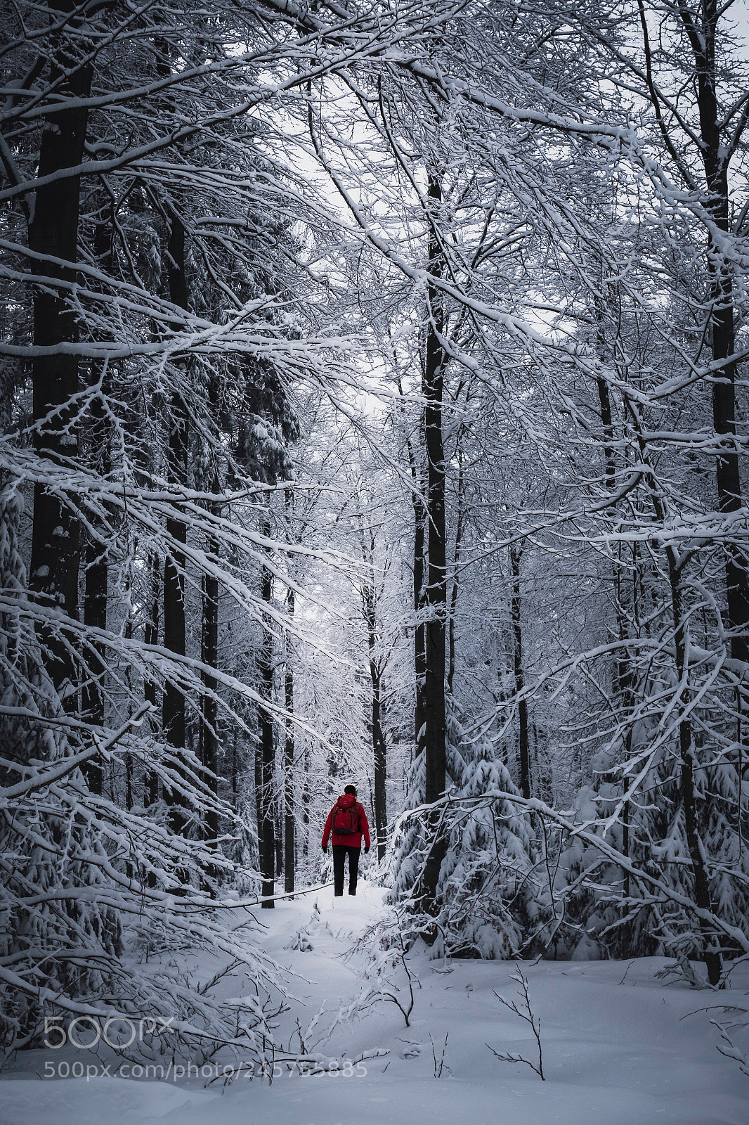 Panasonic Lumix DMC-GX8 sample photo. Winterspaziergang im vogelsberg photography