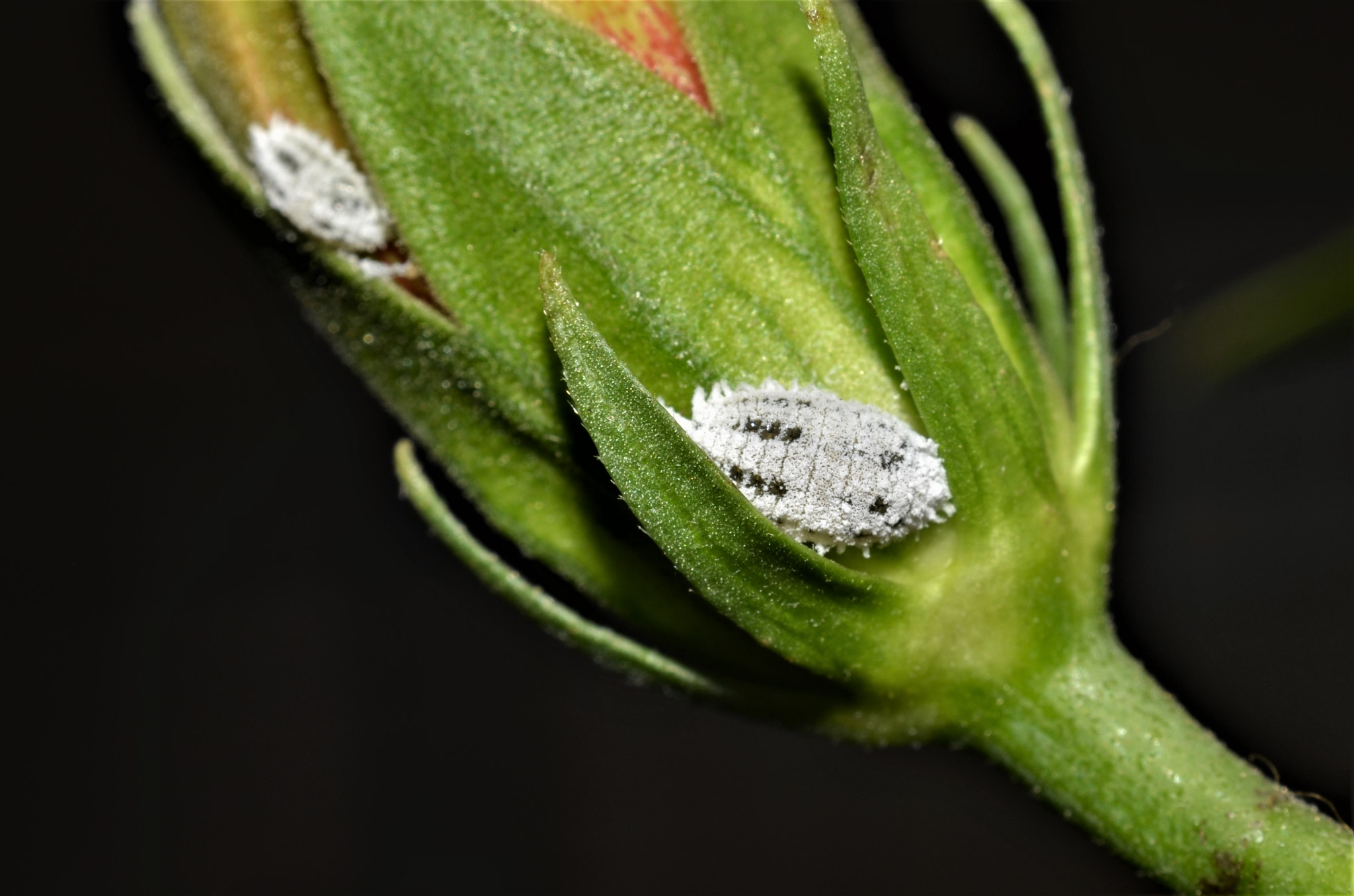 Manual Lens No CPU sample photo. Pest macro photography