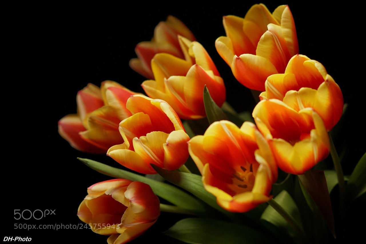 Sony ILCA-77M2 sample photo. Luminous tulips_07 photography