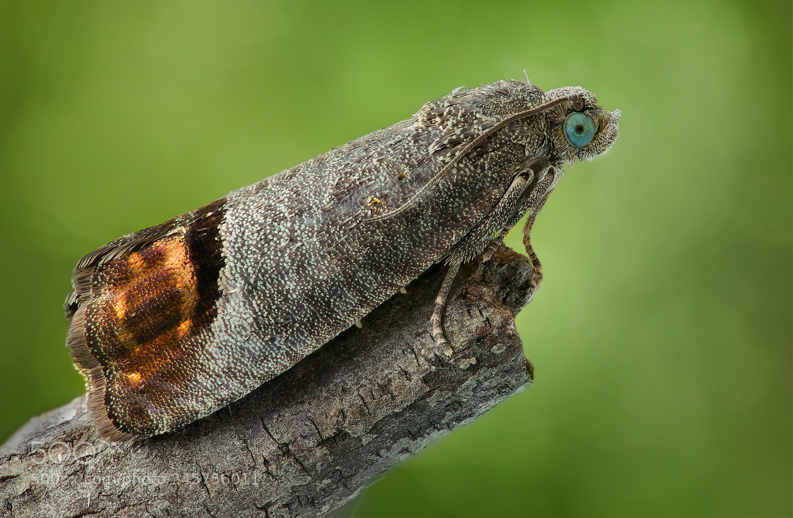 Canon EOS 550D (EOS Rebel T2i / EOS Kiss X4) sample photo. The codling moth cydia photography