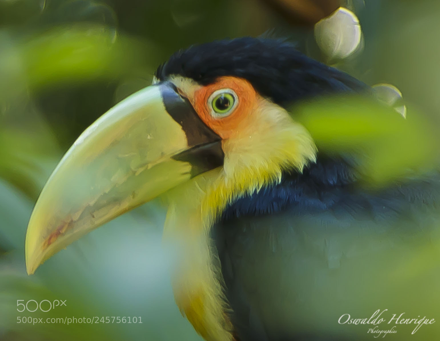 Canon EOS 60D sample photo. Tucano-de-bico-verde photography