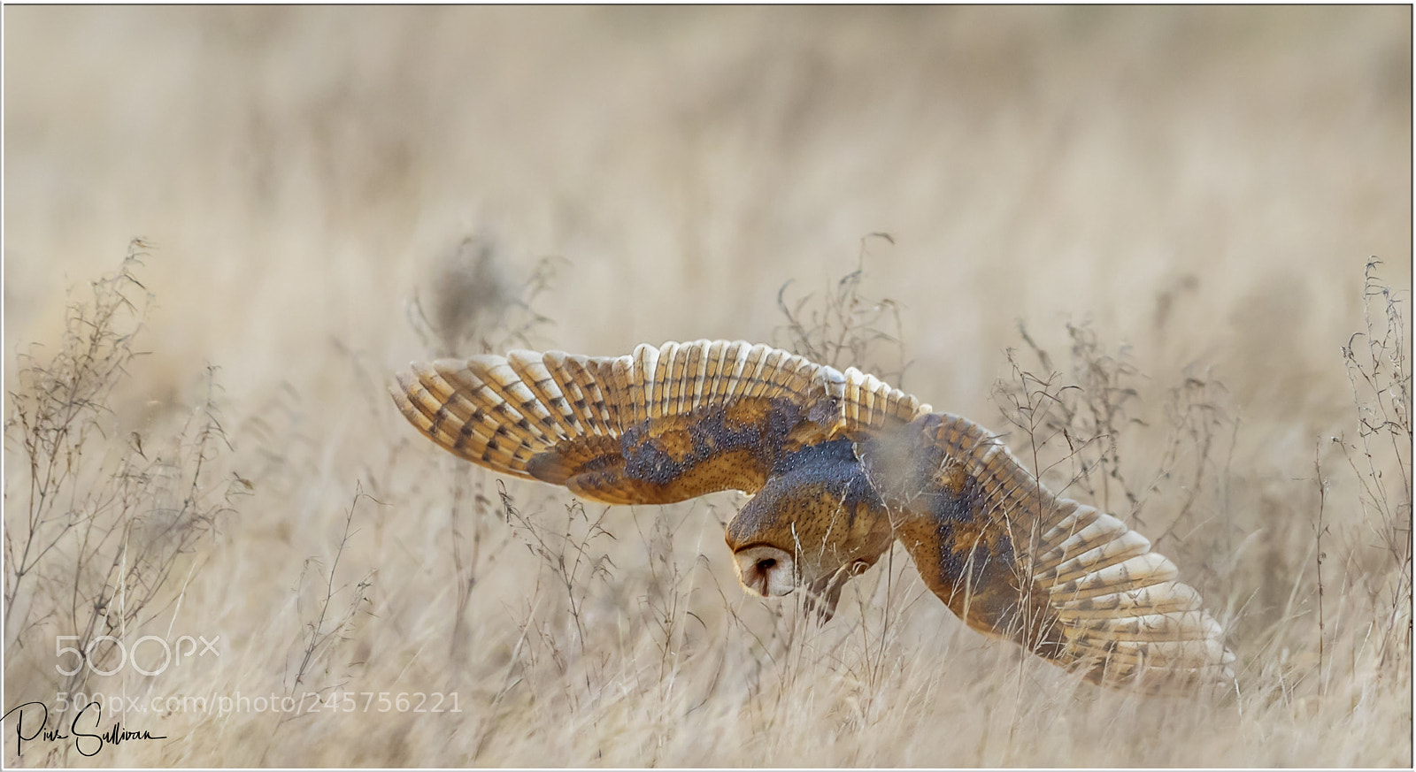 Canon EOS-1D X Mark II sample photo. Barn owl in hunt photography
