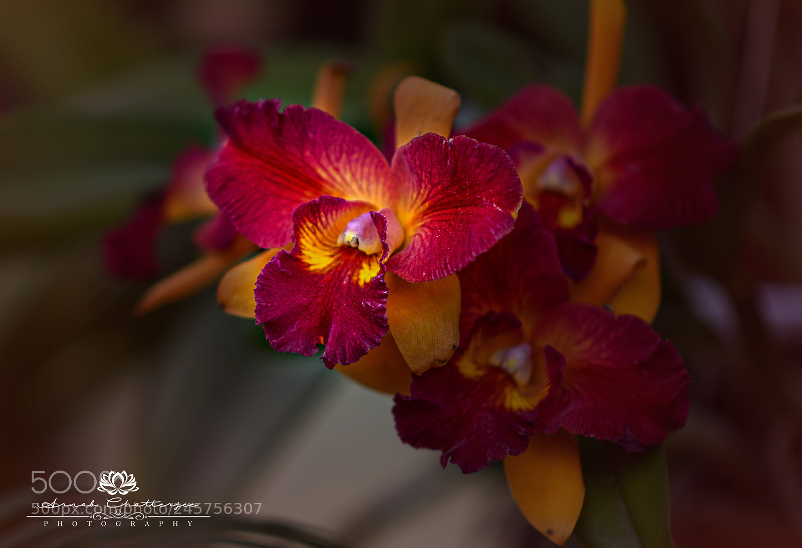 Nikon D850 sample photo. Blooming photography