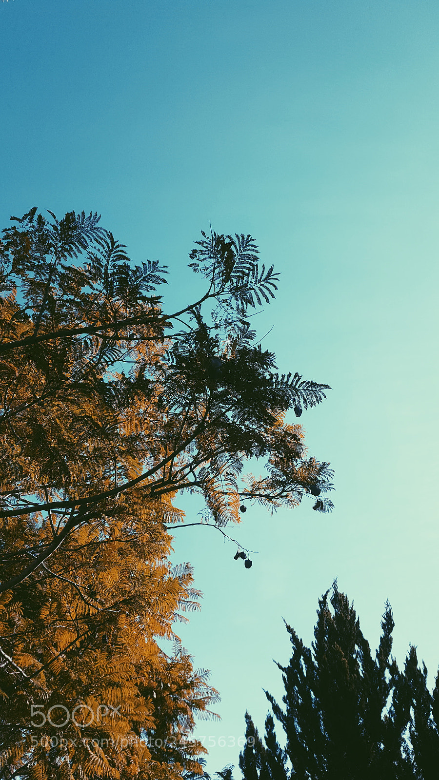Samsung Galaxy Note5 sample photo. Untitled photography