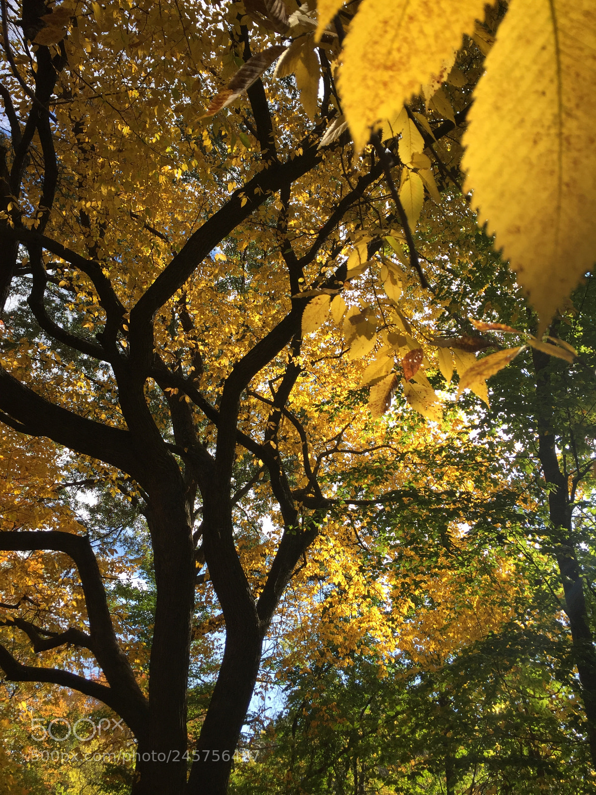 Apple iPhone 6 sample photo. Fall trees photography