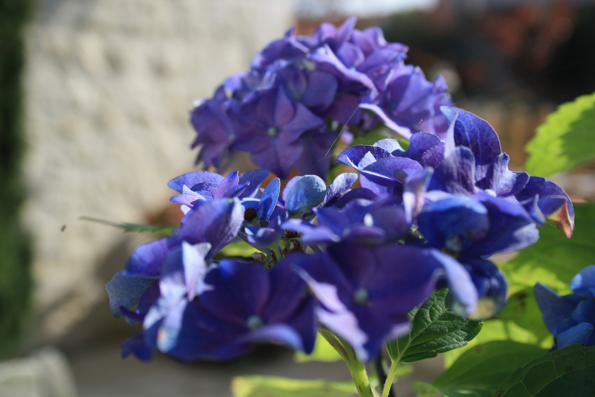 Canon EF-S 18-55mm F3.5-5.6 II sample photo. Premier rayon de soleil sur la nature photography