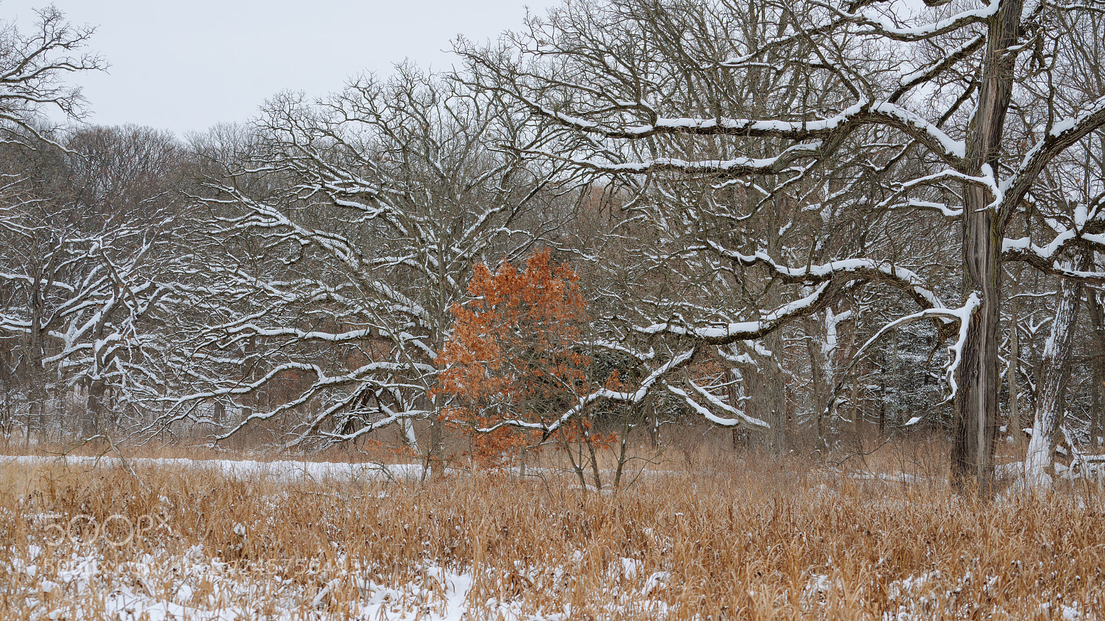 Sony a7R II sample photo. _dsc6968.jpg photography