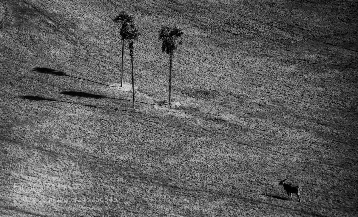 Nikon D600 sample photo. Shadows photography