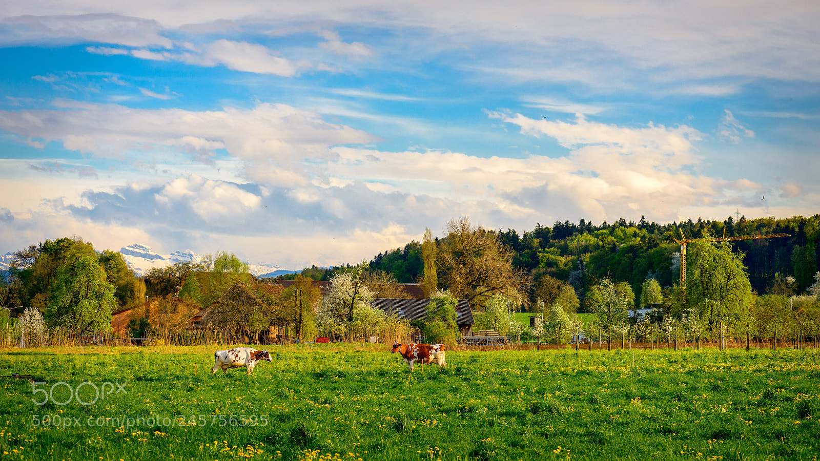 Nikon D800 sample photo. Cow duel photography