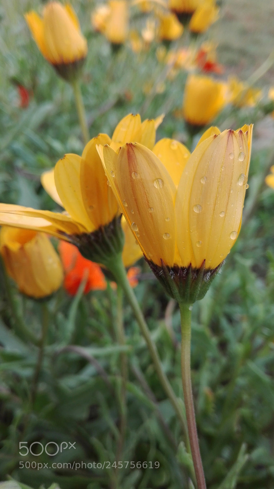 HUAWEI P8 Lite sample photo. Winter's flower photography
