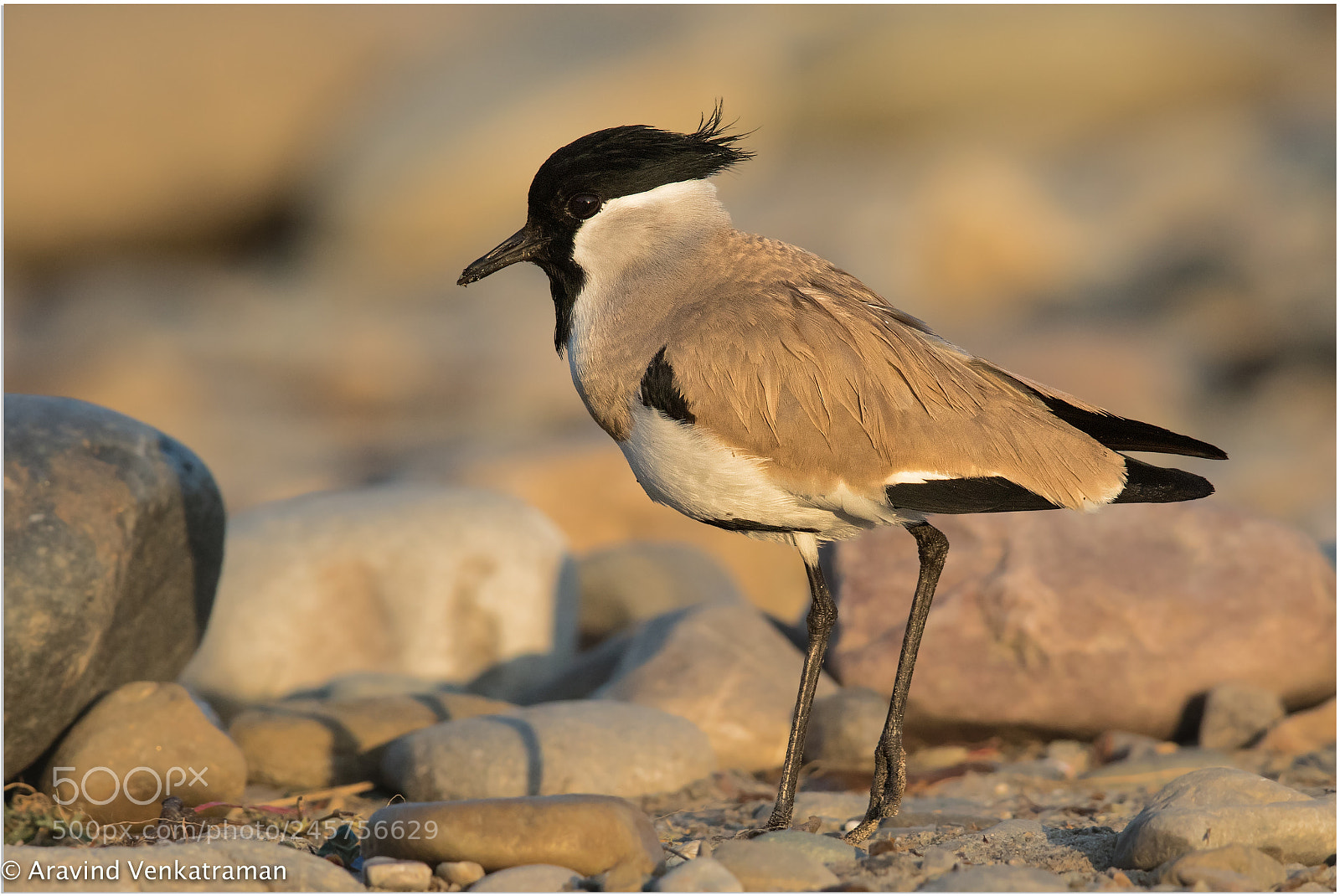 Canon EOS 7D Mark II sample photo. River lapwing photography