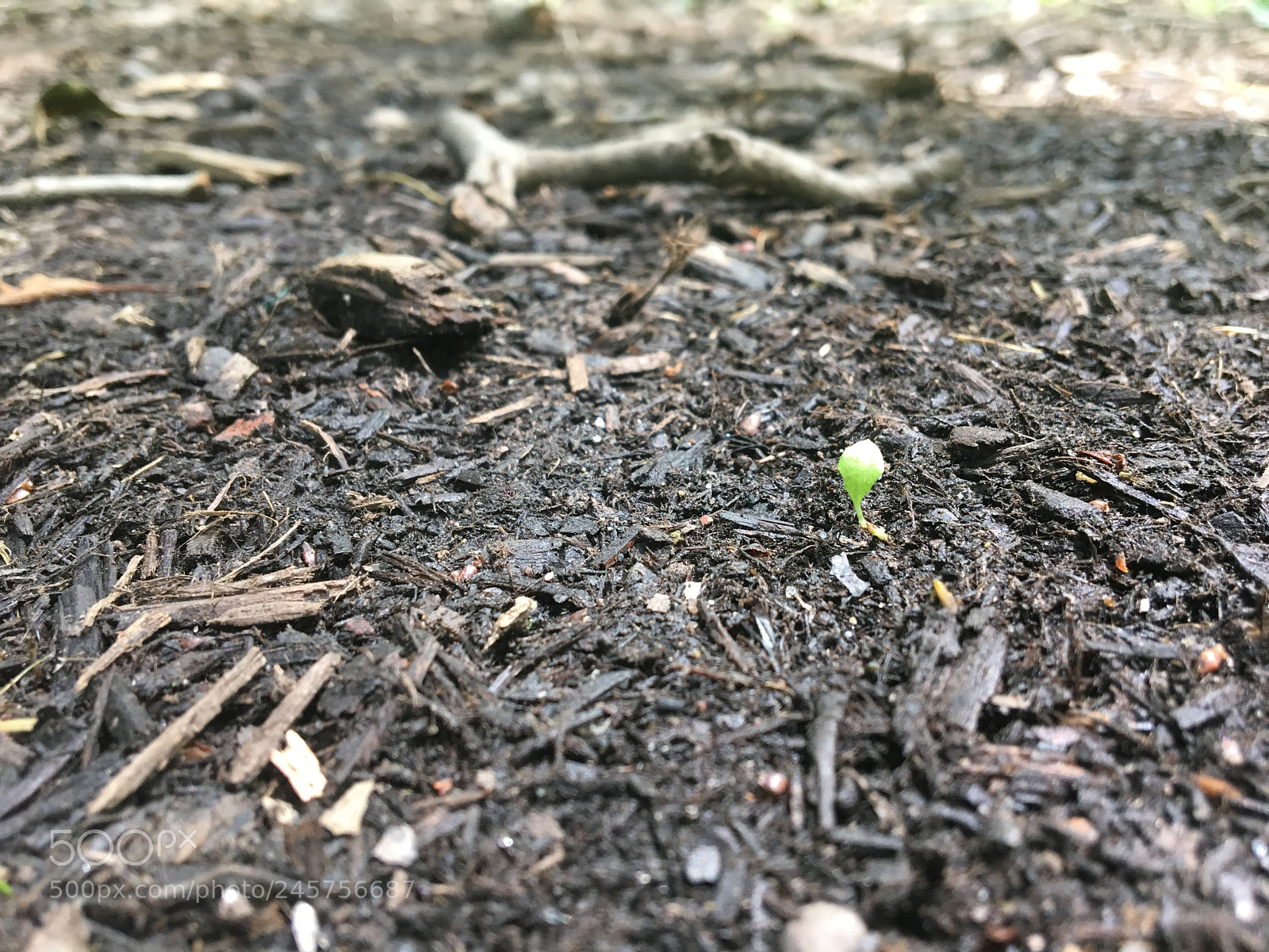Apple iPhone 6s sample photo. A bud of hope photography