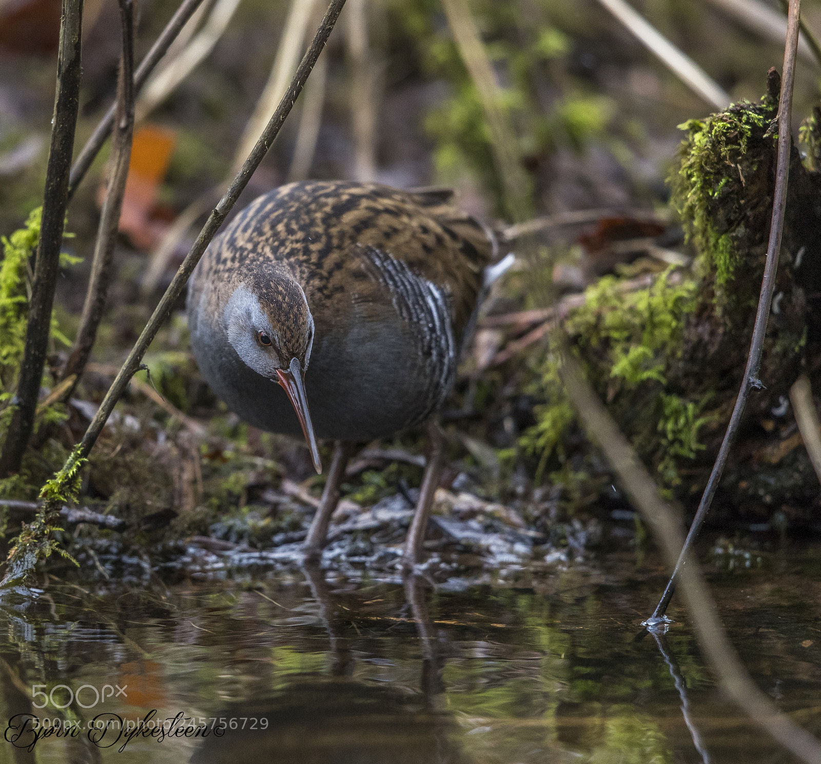 Canon EOS-1D X Mark II sample photo. Water rail photography