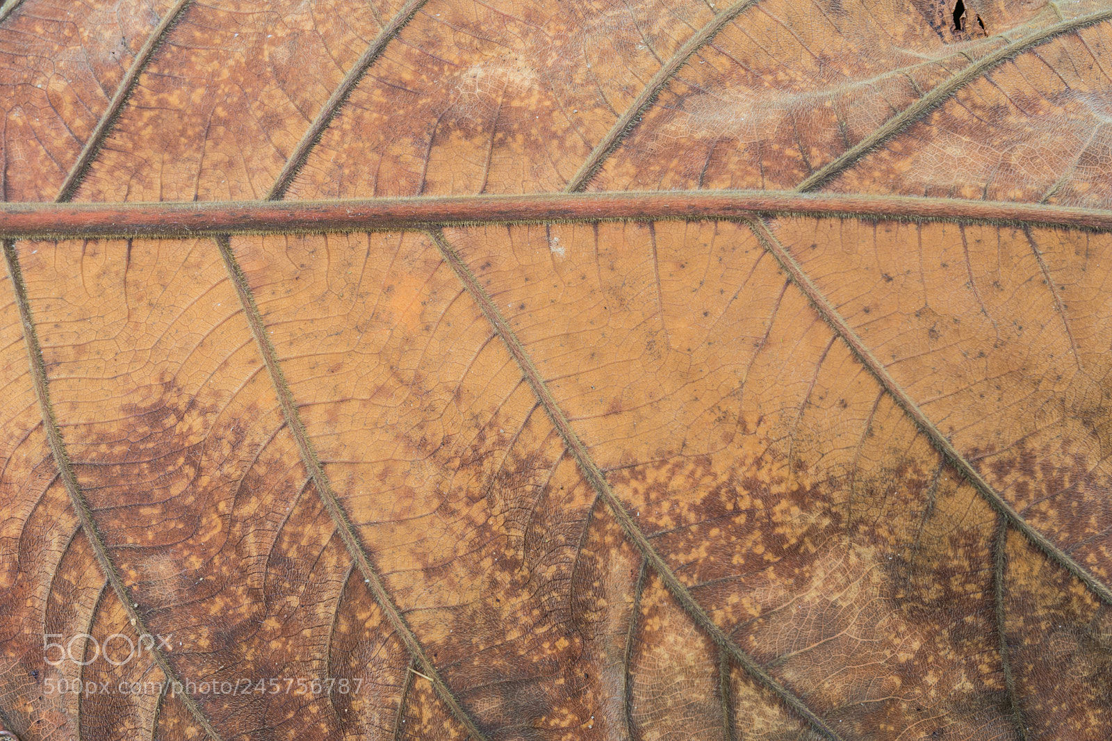 Nikon D7200 sample photo. The old leaves. photography