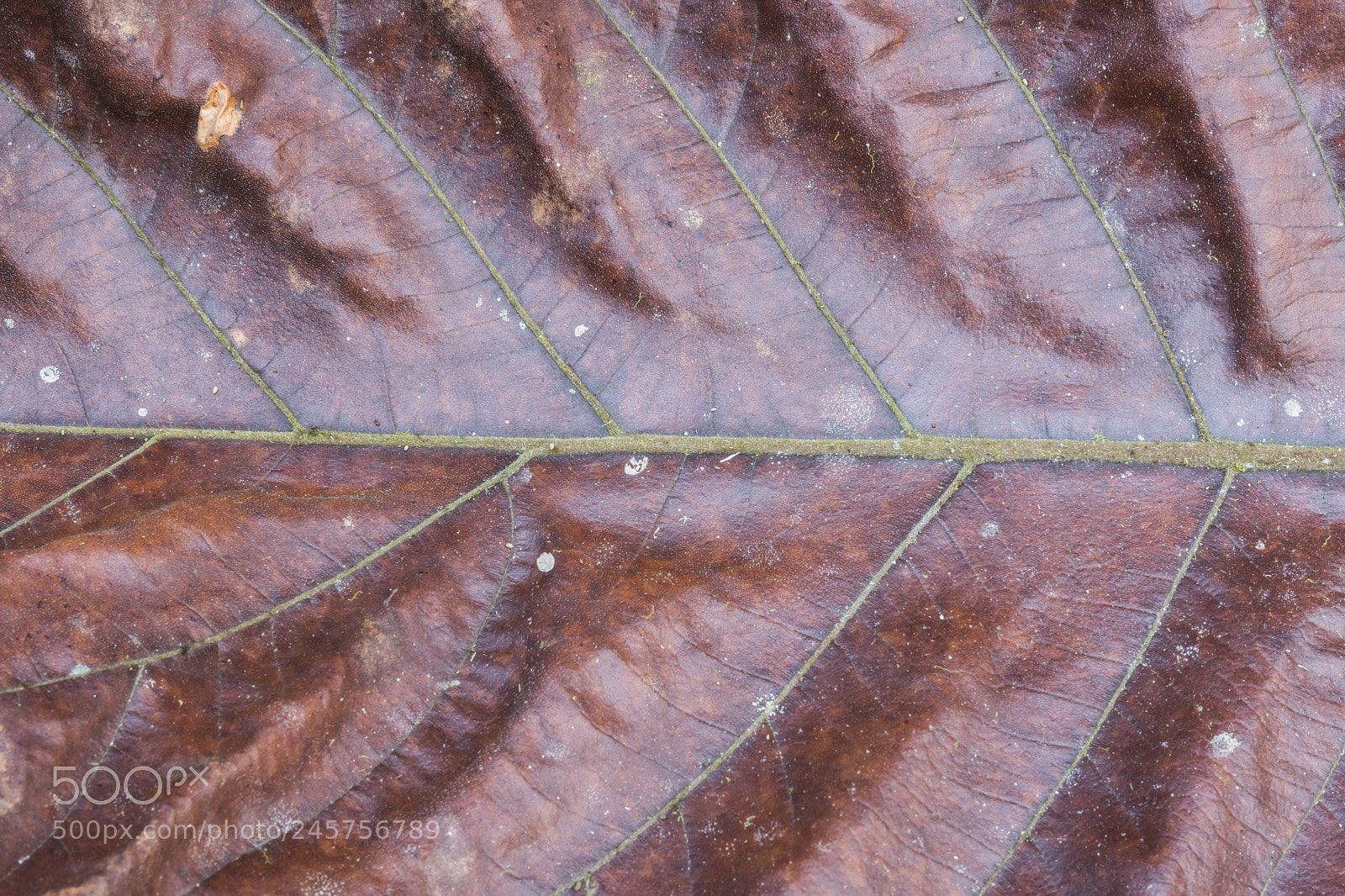 Nikon D7200 sample photo. The old leaves. photography