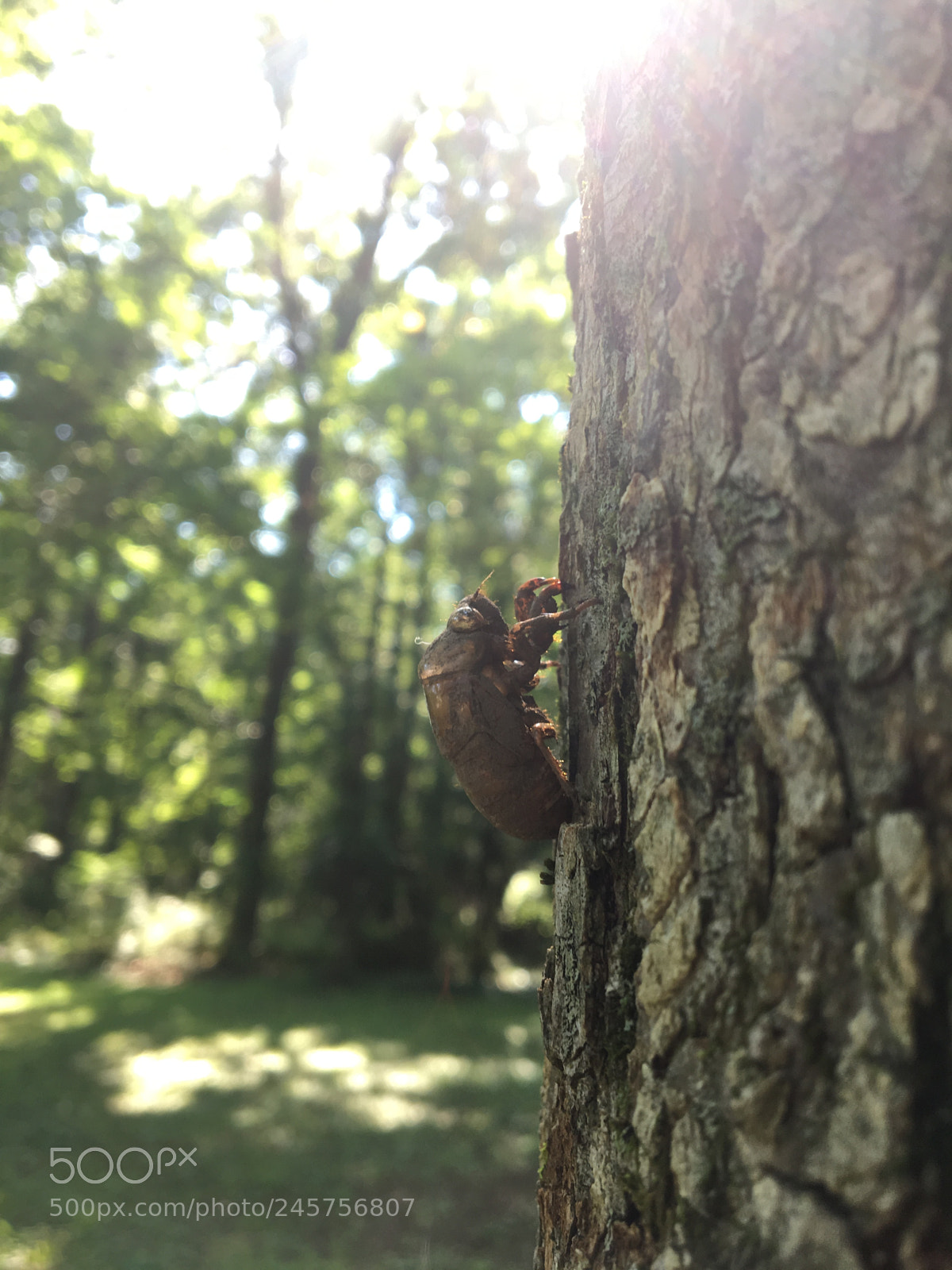 Apple iPhone 6s sample photo. Cicada shell photography