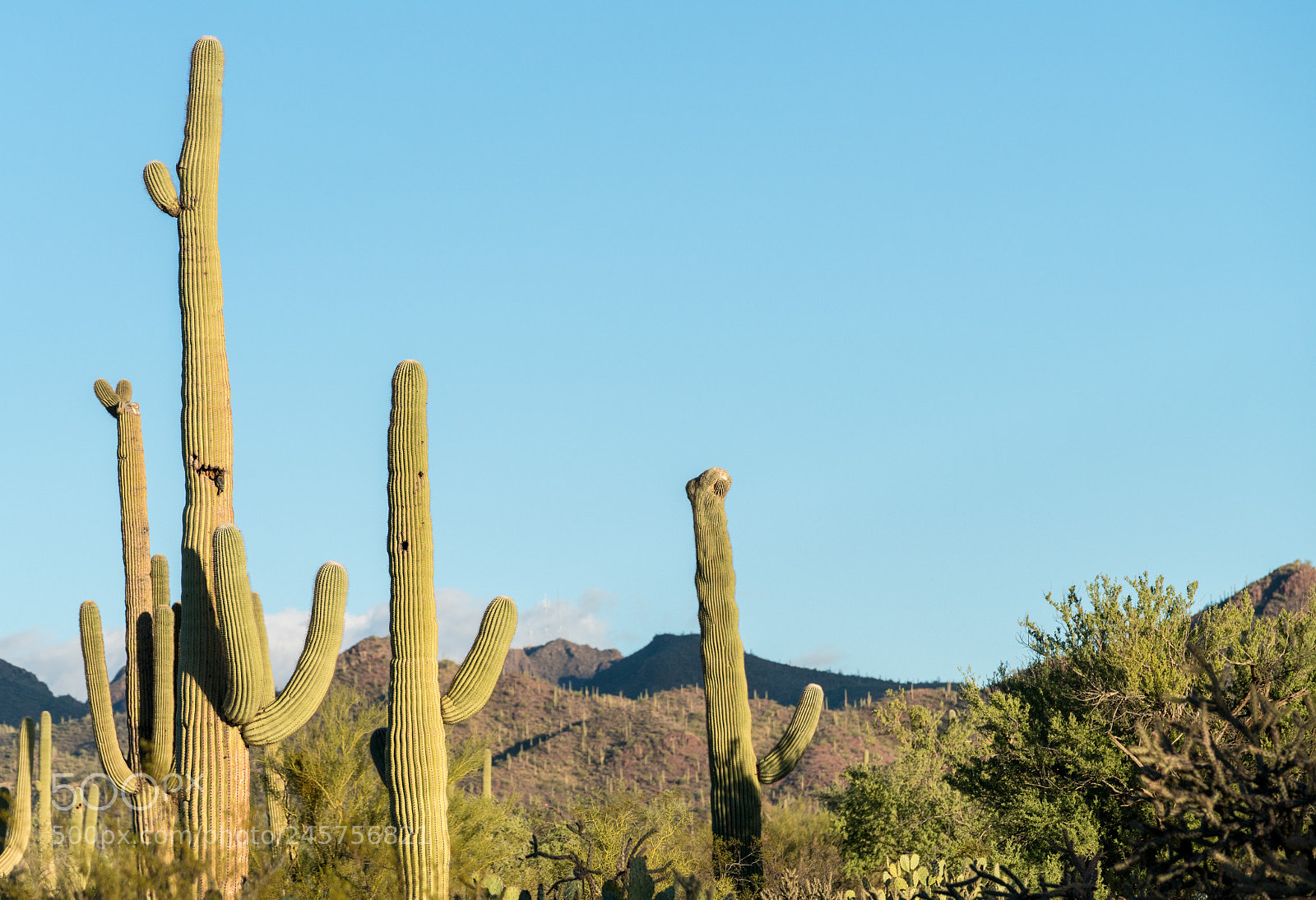 Sony a7R II sample photo. Crested saguaro in national photography
