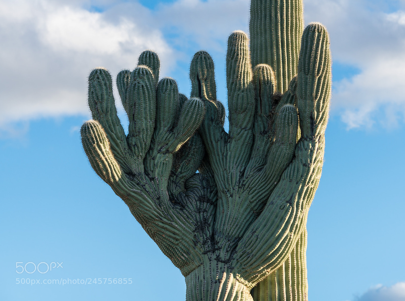 Sony a7R II sample photo. Crested saguaro in national photography