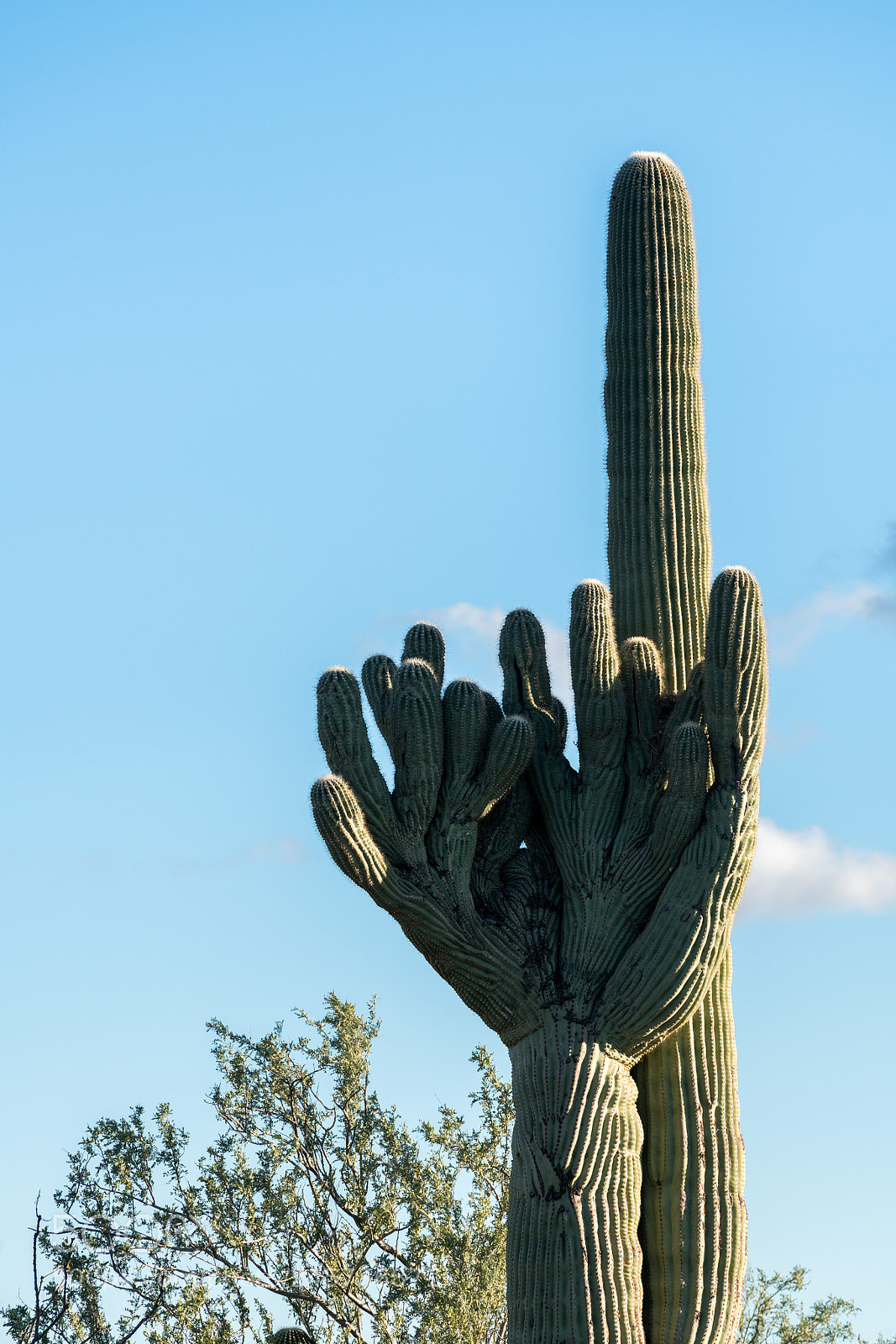 Sony a7R II sample photo. Crested saguaro in national photography