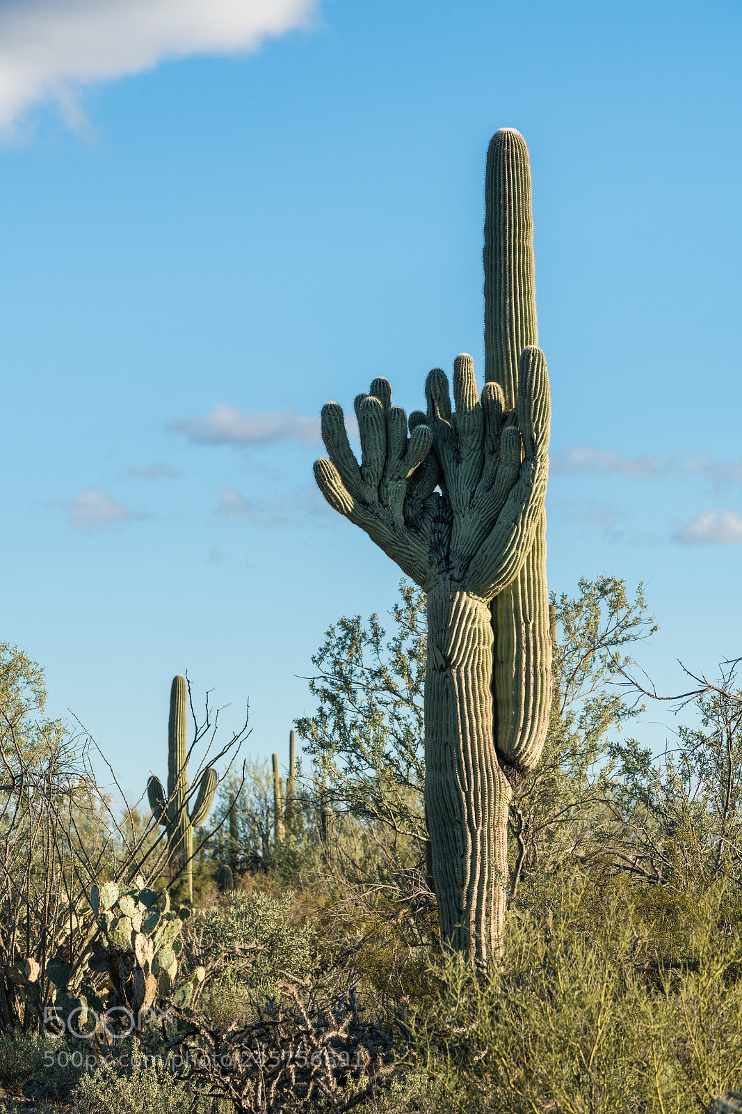 Sony a7R II sample photo. Crested saguaro in national photography