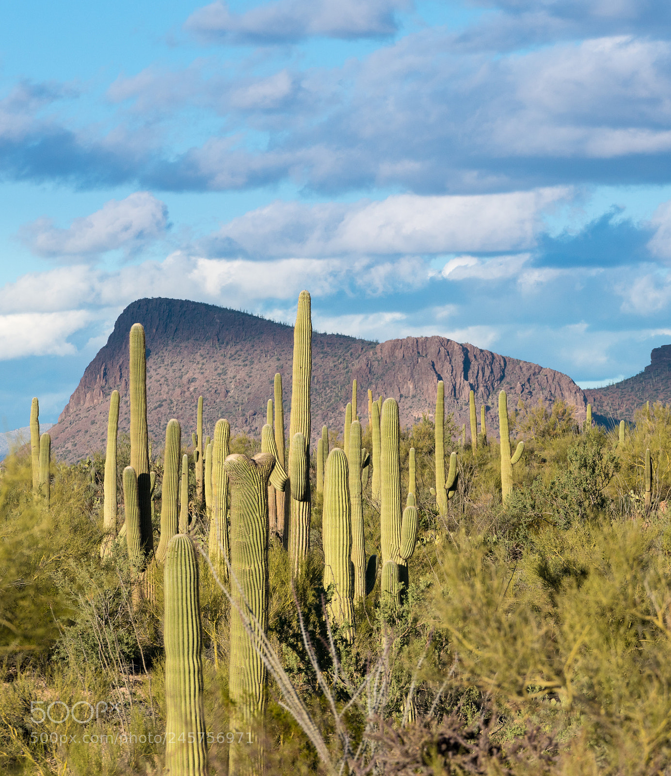 Sony a7R II sample photo. Crested saguaro in national photography