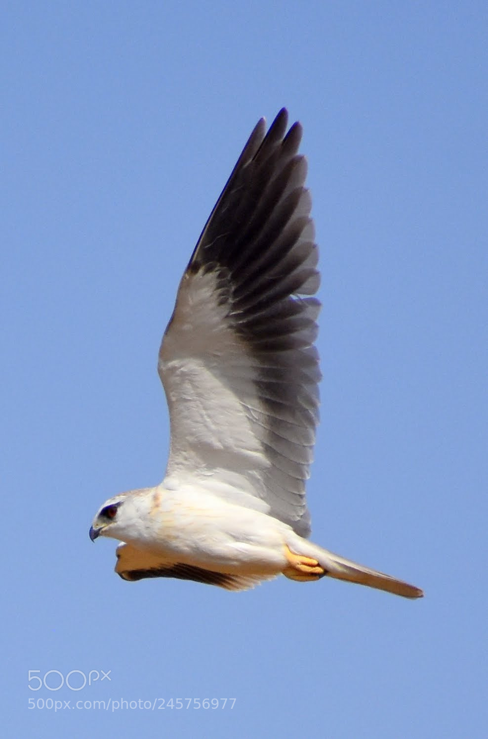 Nikon D7200 sample photo. Black shouldered kite photography