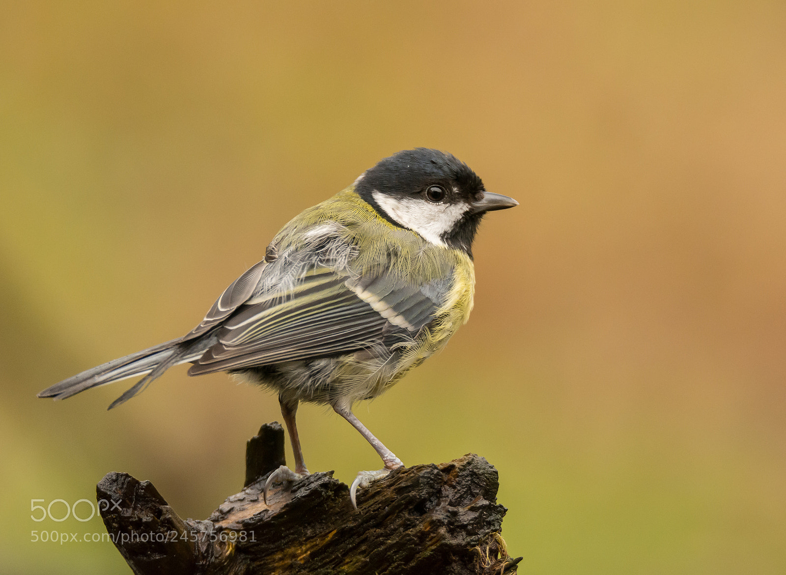 Nikon D5200 sample photo. Fluffy bird photography
