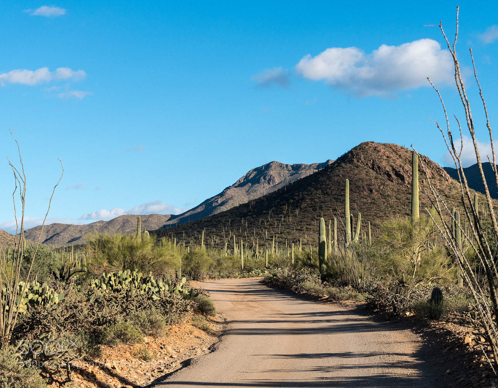 Sony a7R II sample photo. Forest of cactus in photography