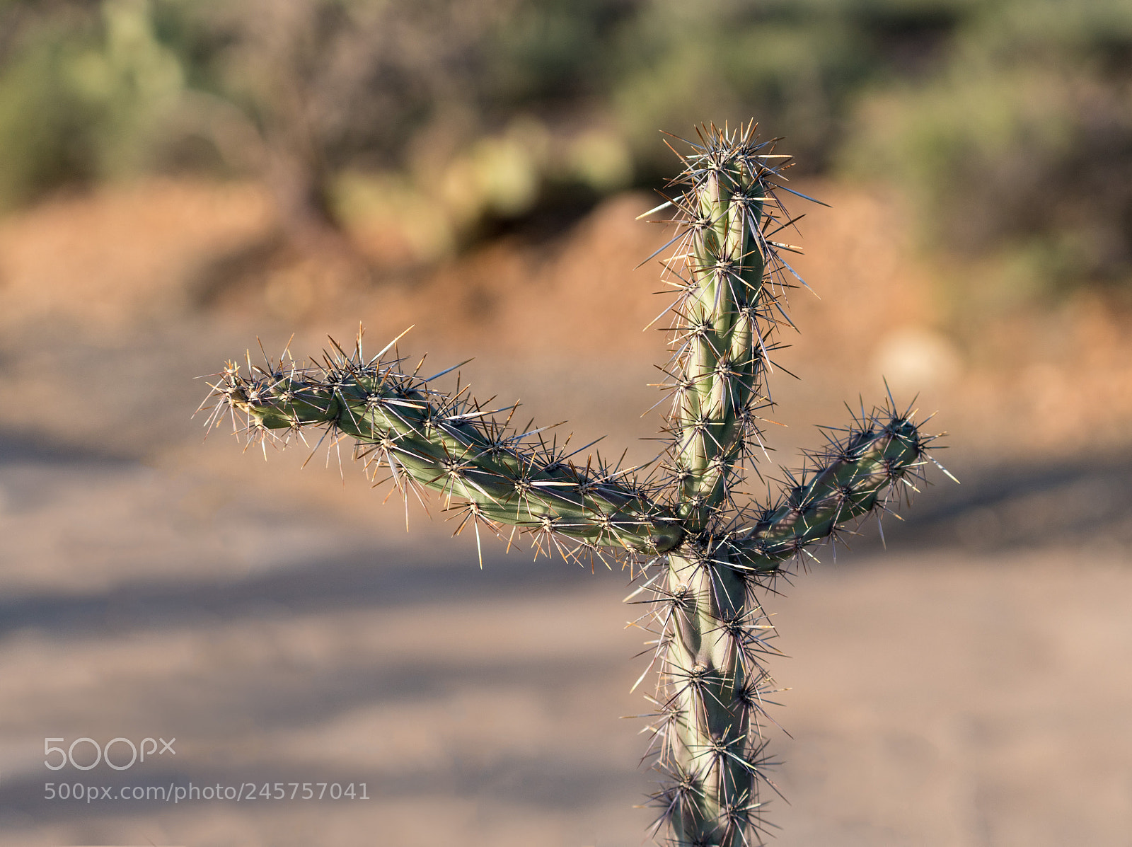 Sony a7R II sample photo. Three arms in close photography