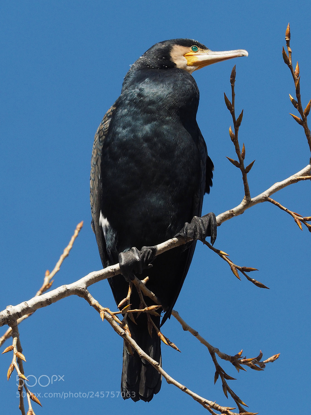Olympus OM-D E-M1 sample photo. Cormor n grande phalacrocorax photography