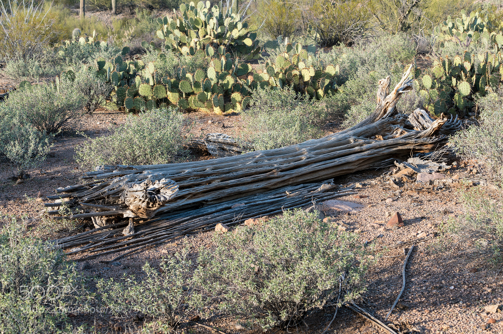 Sony a7R II sample photo. Dead cactus in saguaro photography