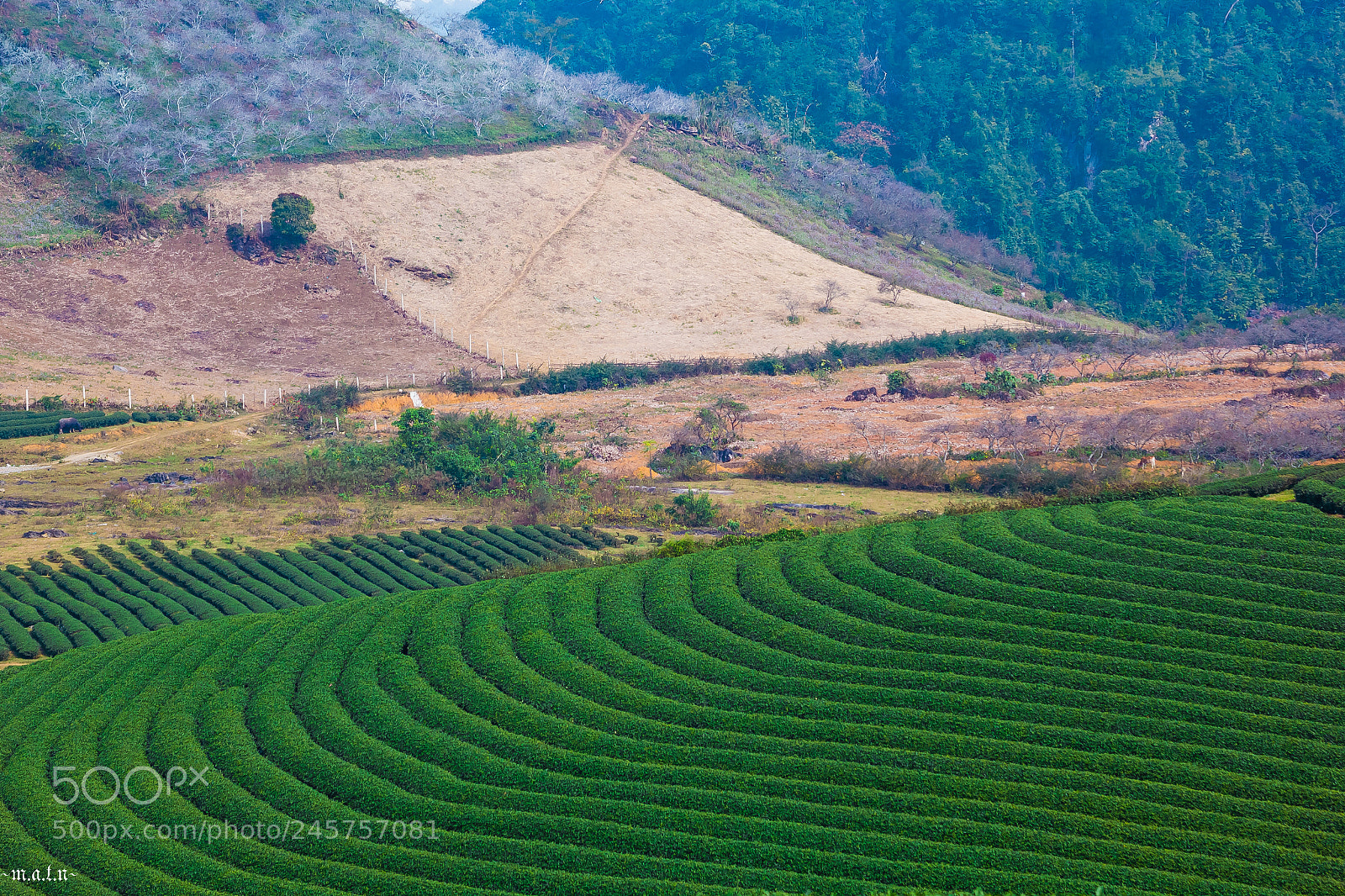 Canon EOS 60D sample photo. Moc chau photography