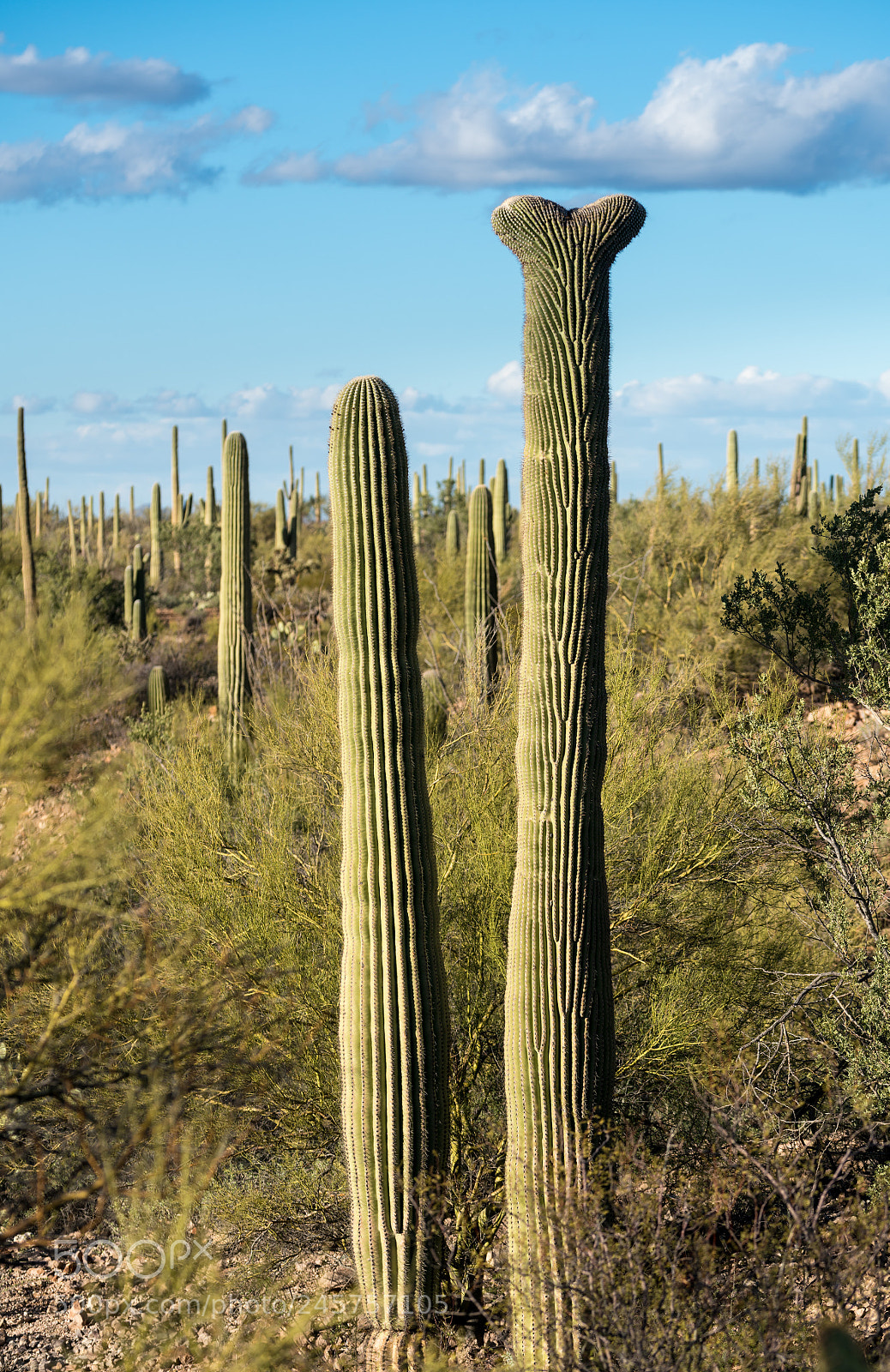 Sony a7R II sample photo. Crested saguaro in national photography