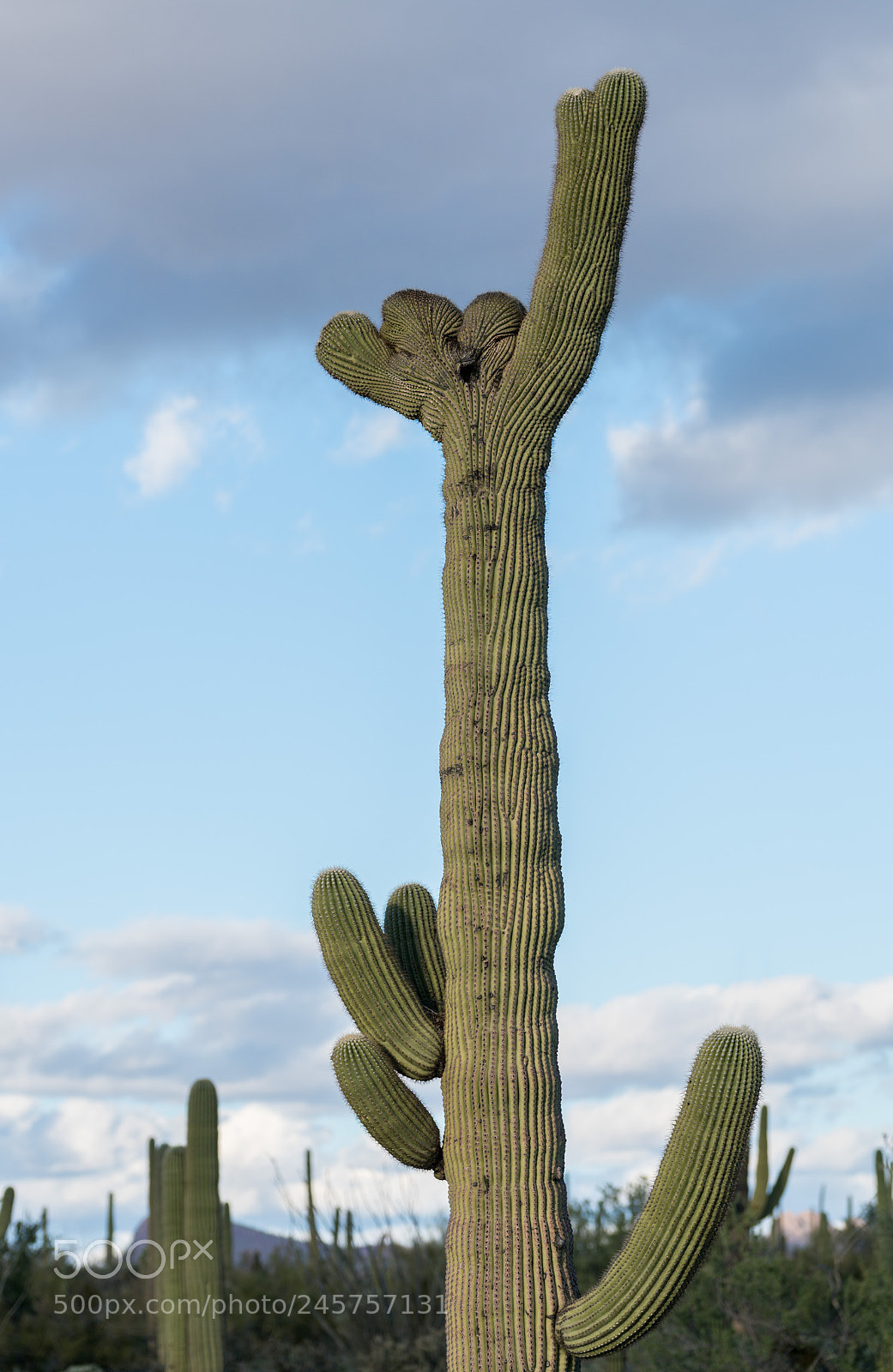 Sony a7R II sample photo. Crested saguaro in national photography