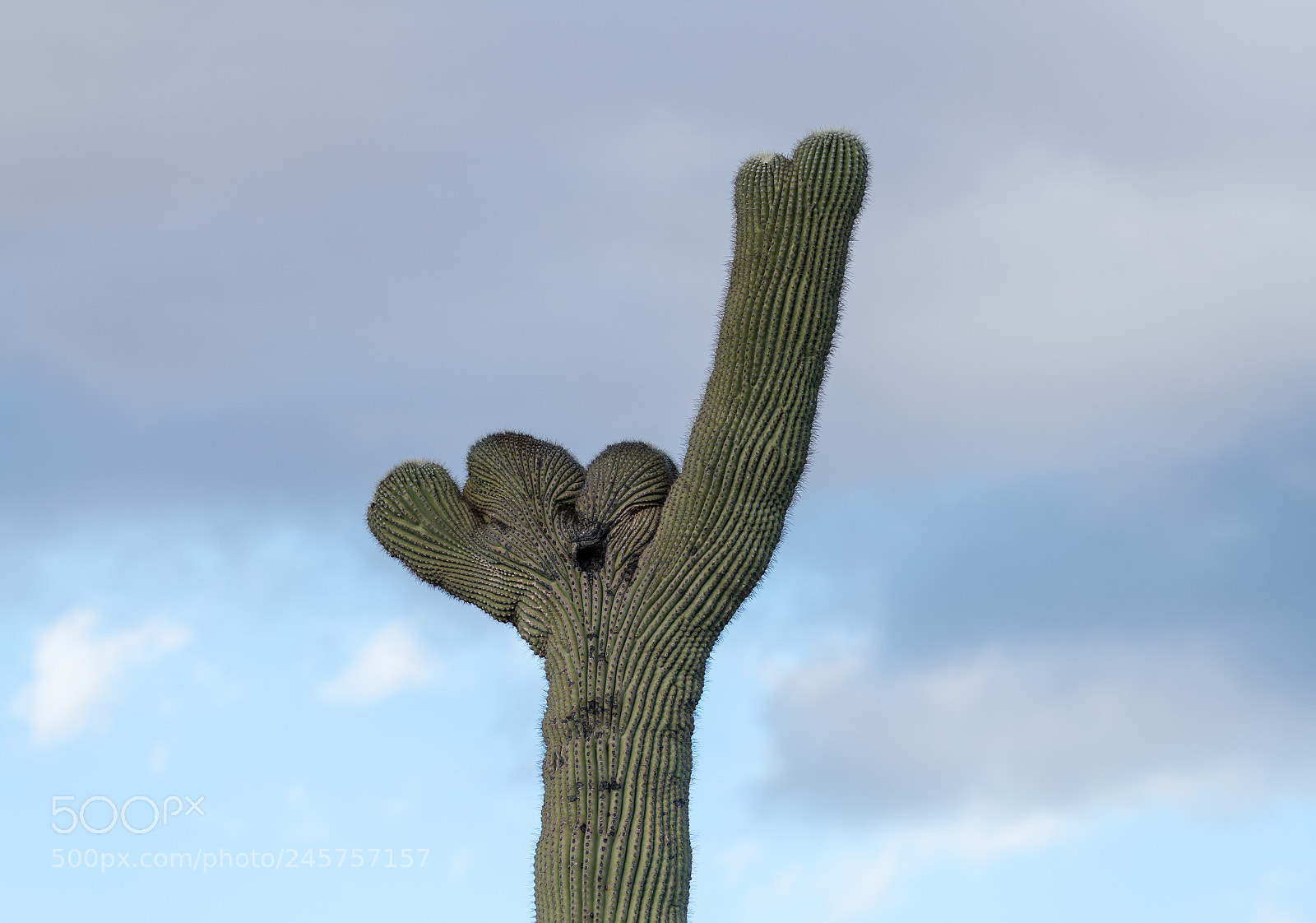 Sony a7R II sample photo. Crested saguaro in national photography